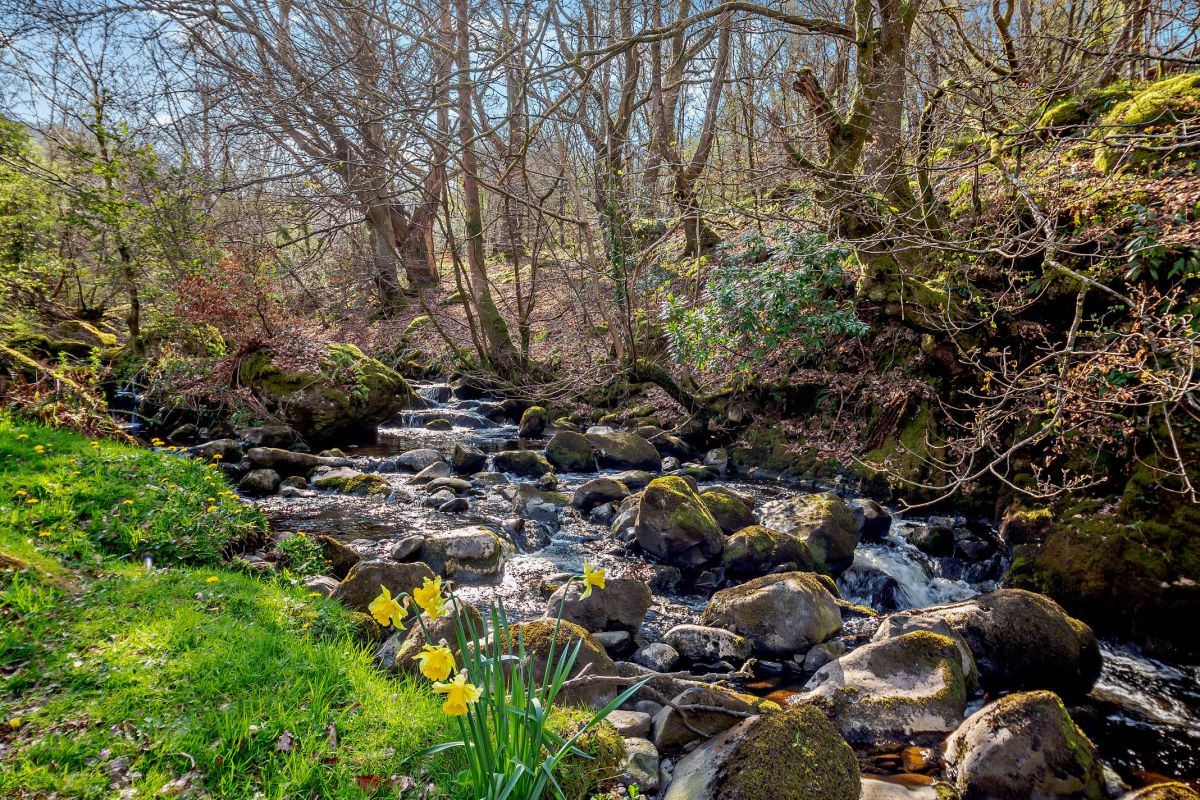 Llety Eryri - Snowdonia Woodland Cottage, listing photograph 10