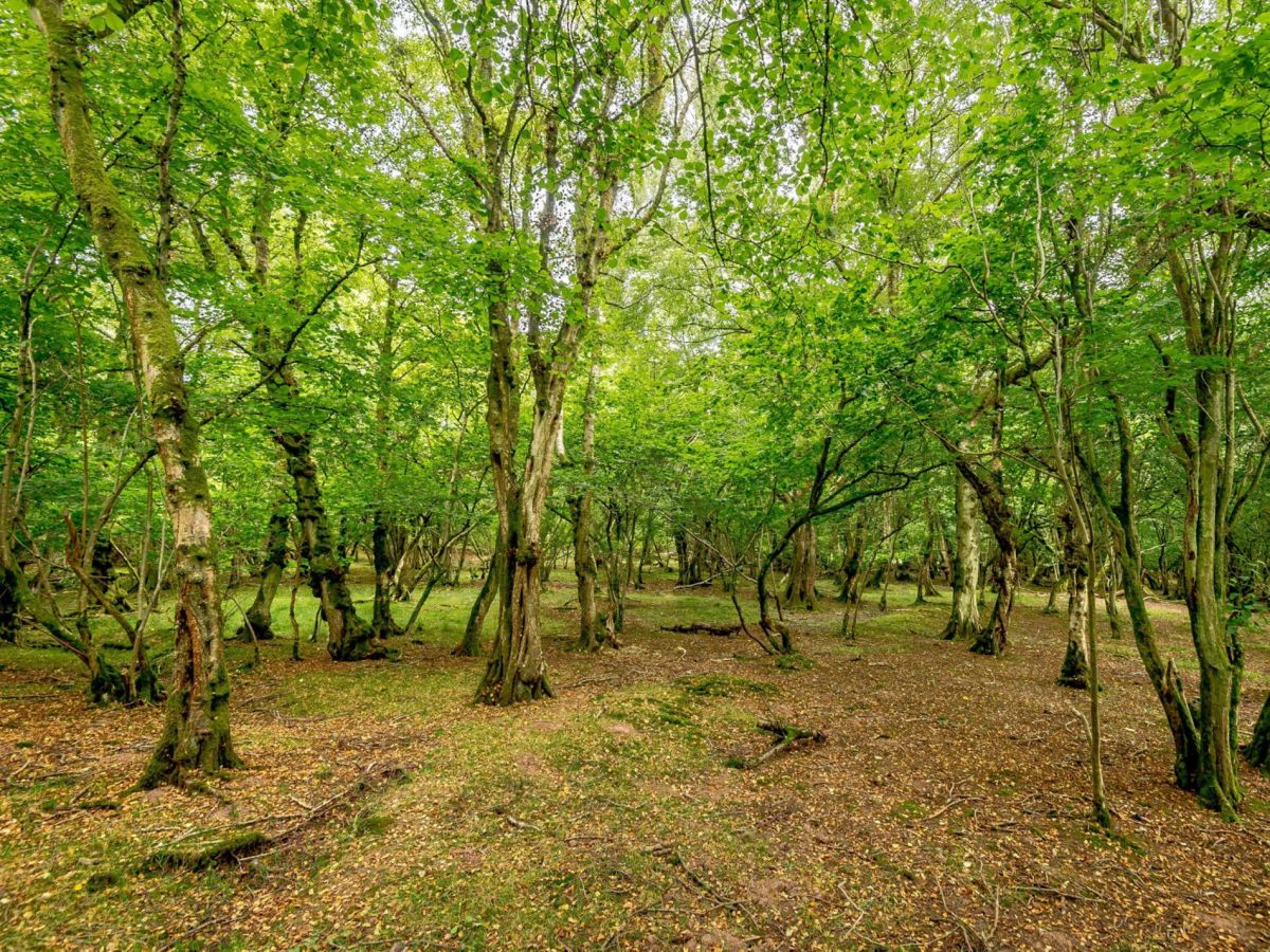 A Woodland Hideaway, listing photograph 10