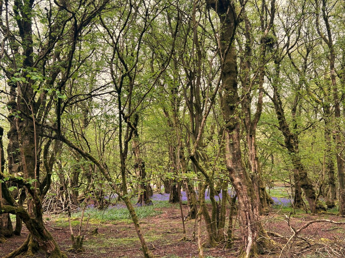 A Woodland Hideaway, listing photograph 11