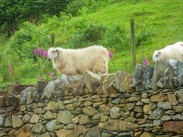 Tyn Llwyn, listing photograph 12